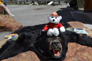 Mounty hat einen Bären erlegt, weil er gefährlich wurde.