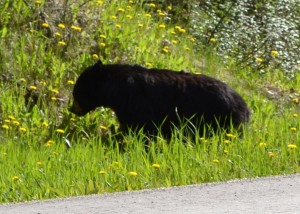Schwarzbär im Kootenay NP