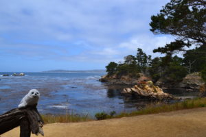 Robbi in Point Lobos